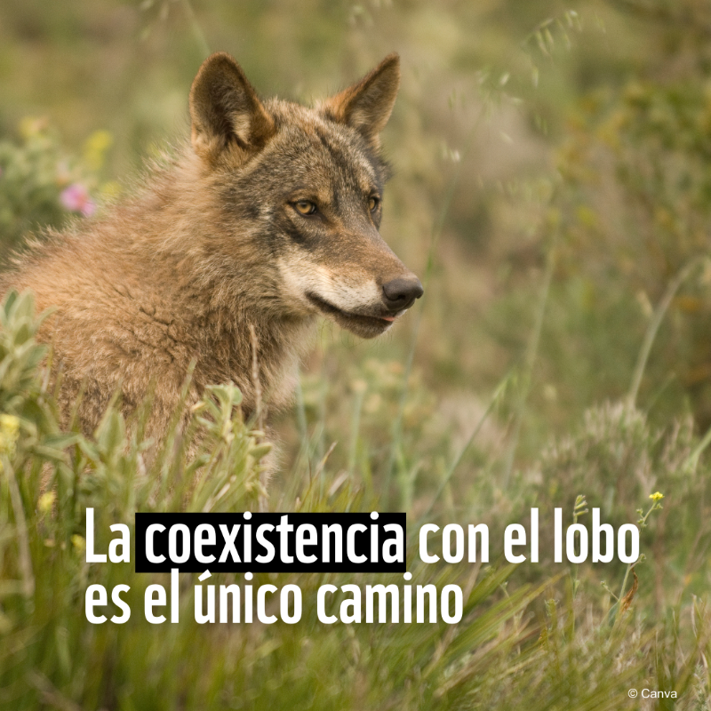 WWFespana's tweet photo. 🟠 El #lobo ibérico en Madrid: un depredador clave para el equilibrio natural

🐺 Datos:
→ Se alimenta mayoritariamente de presas silvestres
→ Su presencia regula los ecosistemas y fortalece la biodiversidad
→ La coexistencia es esencial para su conservación