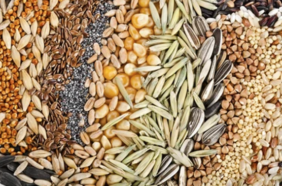 OmexCanada's tweet photo. Seed treatments &amp; dressings are vital for safeguarding seeds against diseases, pests, &amp; stressors! Contact us today to learn about Primers and how they promote early-season growth &amp; development, enhancing crop tolerance to diseases and competition with weeds. #StrongerStart https://t.co/VXwdQY2wqi