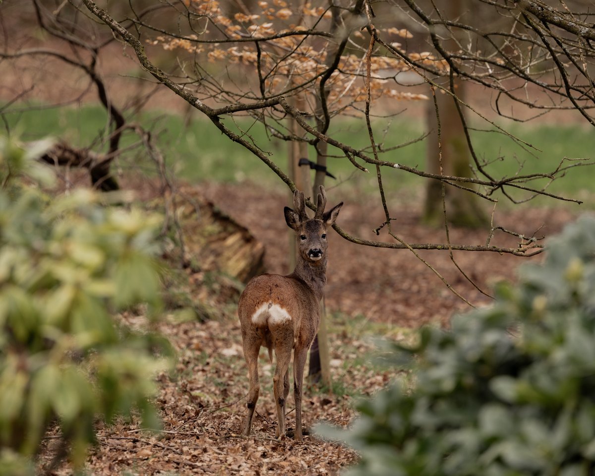 Kinross_House's tweet photo. Wander through grounds where elegant deer roam and enjoy the harmonious songs of birds flitting through the foliage, immersing yourself in a genuine Scottish adventure that embodies 350 years of rich heritage - all within the walls of our Estate.

https://t.co/jbdNV4xC0u https://t.co/26ZKSk0e2z