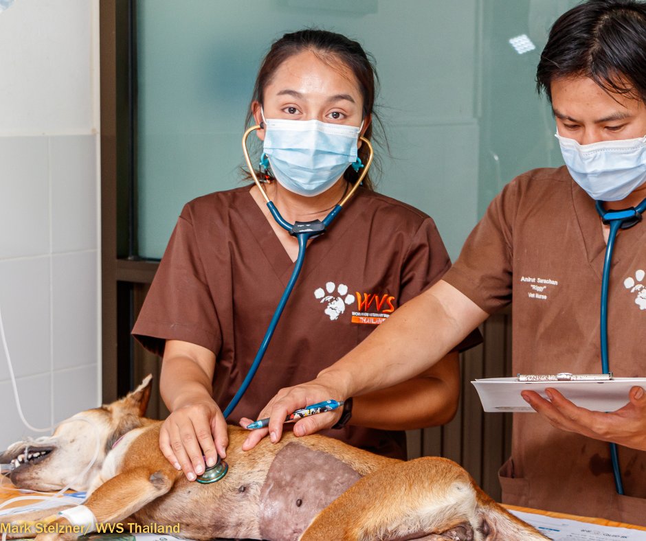 Young Vets Club tweet media