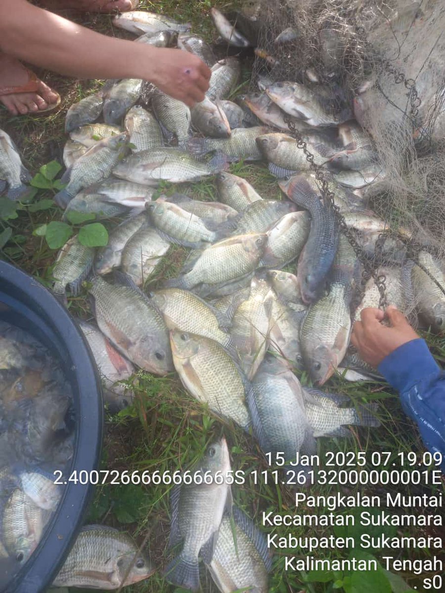 yermiawati's tweet photo. Rabu (15/01), Yermiawati Luhkan Kab Sukamara, di POKDAKAN Mina Family Muntai Desa Pangkalan Muntai kec Sukamara, Panen ikan nila 67 kg, hrg 45000/kg, size 4,5 ekor/kg.
#GiatLuhkanSatminkalGONDOL
#Sukamara
#Panen https://t.co/WptfpNjAvt