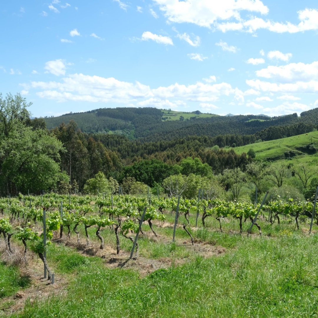 Relájate como te mereces 🏡🍇
Entre colinas y viñedos se esconde nuestro alojamiento rural. Naturaleza, tranquilidad y el mejor vino para desconectar del mundo. 🍷 Haz tu reserva hoy y vive el enoturismo en su máxima expresión🍃 
bodegasvidular.es/alojamiento-ru…
#enoturismoencantabria