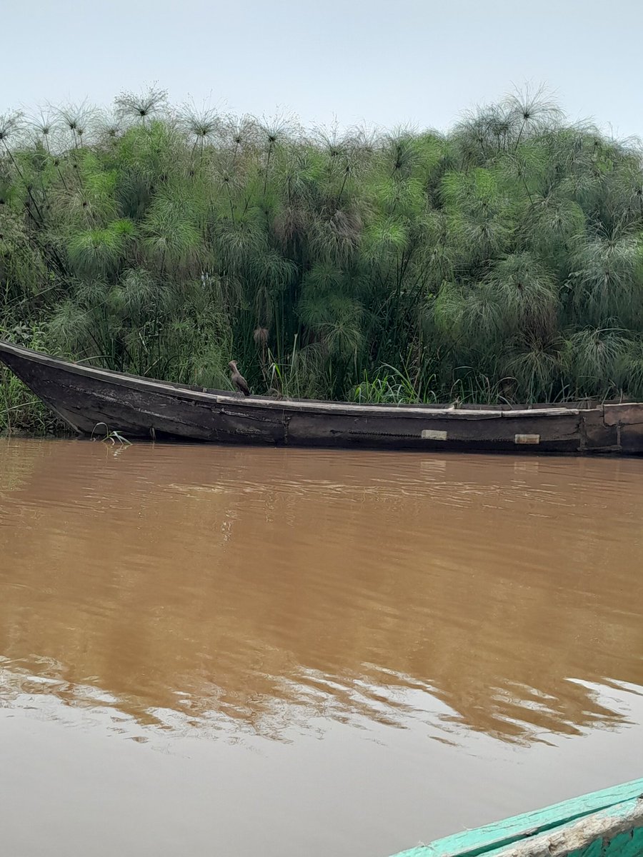 polka_wdpp's tweet photo. POLKA team visited the Mamamba wetlands, Uganda to understand the community (women led) driven conservation of biodiversity of wetland. 
@ihedelft
@Makerere
@polka_wdpp
@MeruUniversity
@atree_org @_JyotiNair @IHEDelft_WDP https://t.co/JgB1NmdzQk