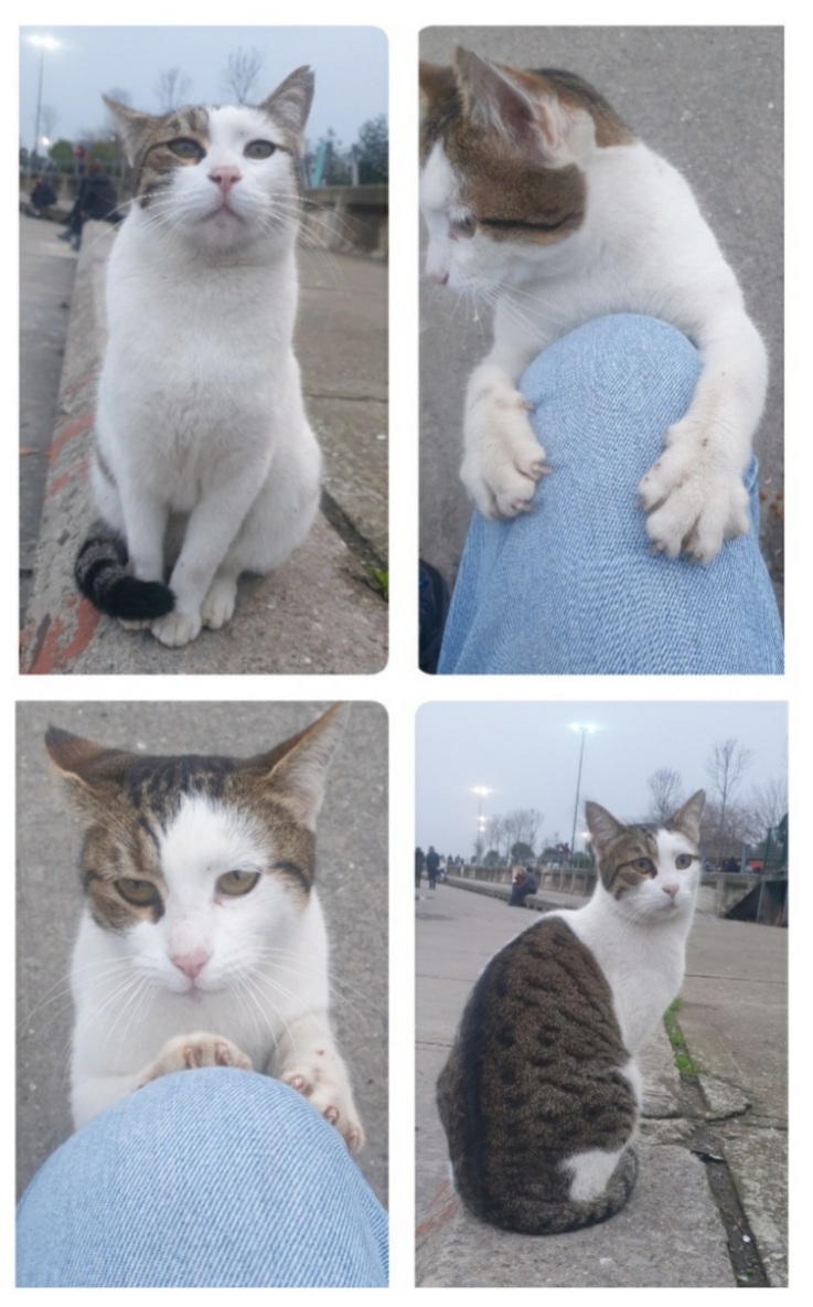 CatmandooWonder's tweet photo. #MutluBir2025olsun 🙏🌞🙏 Ben KAYIP KEDİ #Angel 🐈 uzun yıllardır yaşam alanım olarak seçtiğim ve mutluluk içinde yaşadığım #CaddebostanSahili🏝nden vicdansız birileri tarafından götürüldüm. En son görüldüğüm yer, evim gibi gördüğüm Caddebostan #Migros_Turkiye idi. #ANGELnerede❓⁉ Beni görürseniz haber verir misiniz? Durmak yılmak yok 🙏çünkü kediler yıllar sonra bile bulunabiliyor. 😺