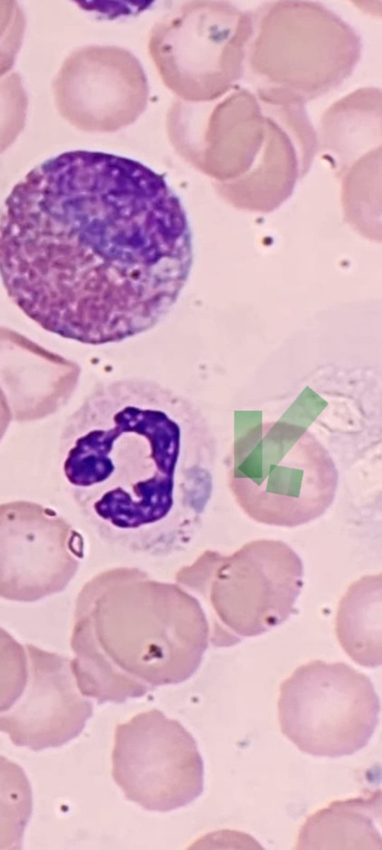 Shachar Path tweet media