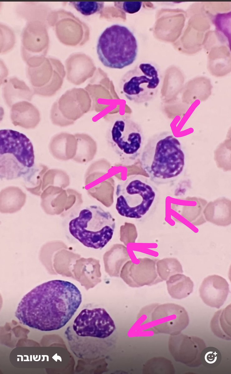 Shachar Path tweet media