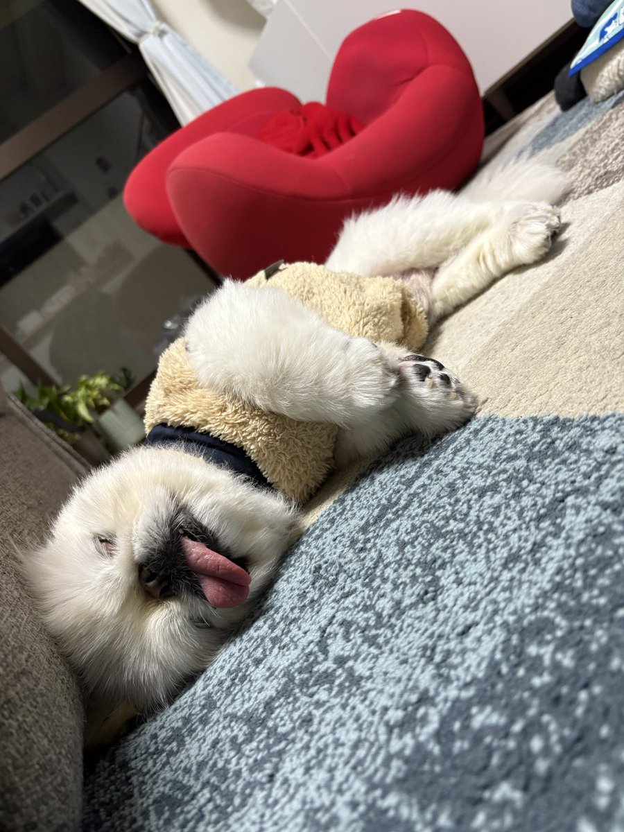machacha1201's tweet photo. なんて可愛いんだ🥹
お疲れさまでした🐶💤 https://t.co/7H2pIVEzlI