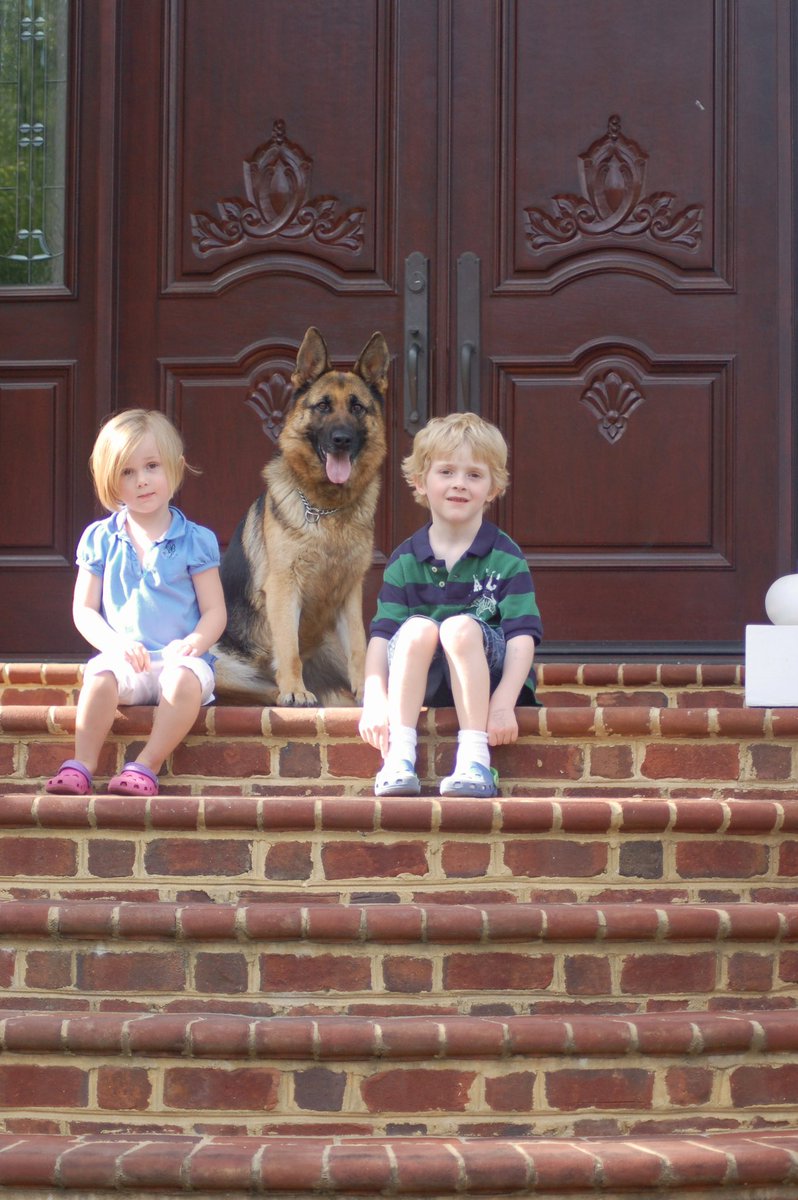 ccpdogs's tweet photo. FAMILY FIRST ‼️🐾 #ccprotectiondogs #familyprotectiondogs #protectiondogs #personalprotectiondogs https://t.co/7iqfOzAMWU