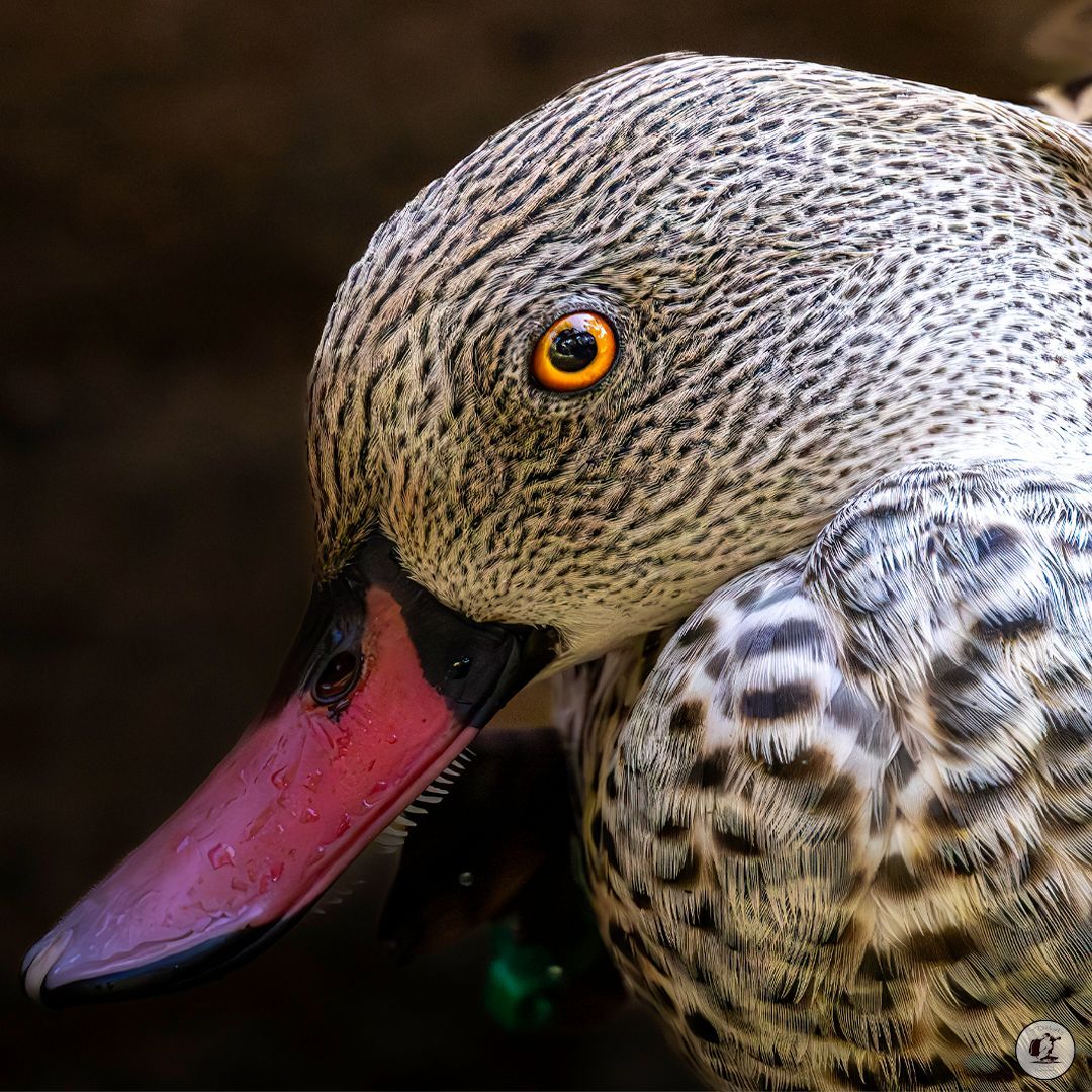 Timothy Marks 🎥 🇿🇼 🐘 tweet media