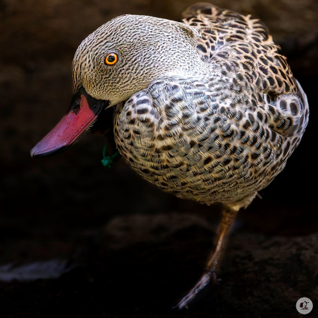 Timothy Marks 🎥 🇿🇼 🐘 tweet media