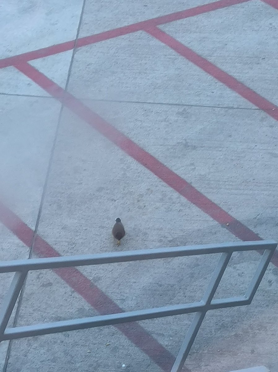 Love to see birds. But when you spot it as you prepare to board an already delayed #Indigoairlines flight to kolkata for which you receive no prior intimation until you reach the Delh airport, it can send a shrill down your spine.