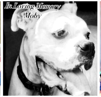 NicDavisNotes's tweet photo. 💖💖💖Happy #OTRB 🌈 Birthday to my beautiful Moby #RIPMoby #NeverForget #dogsarefamily #dogsoftwitter 💖💖💖 https://t.co/6KaGo7ZKUk