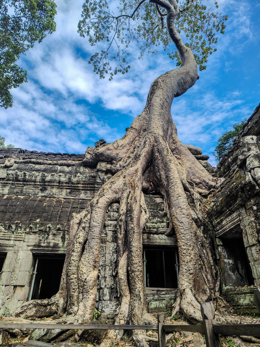 FrancoMorano's tweet photo. Templo de Ta Prohm, el templo de Tomb Raider.
Cuando la naturaleza encuentra su lugar  🌱
.
.
#ankorwat  #cambodia #temple #adventure #roadtrip

📍Siem Reap, Cambodia 🇰🇭 https://t.co/CEAClGvYG7