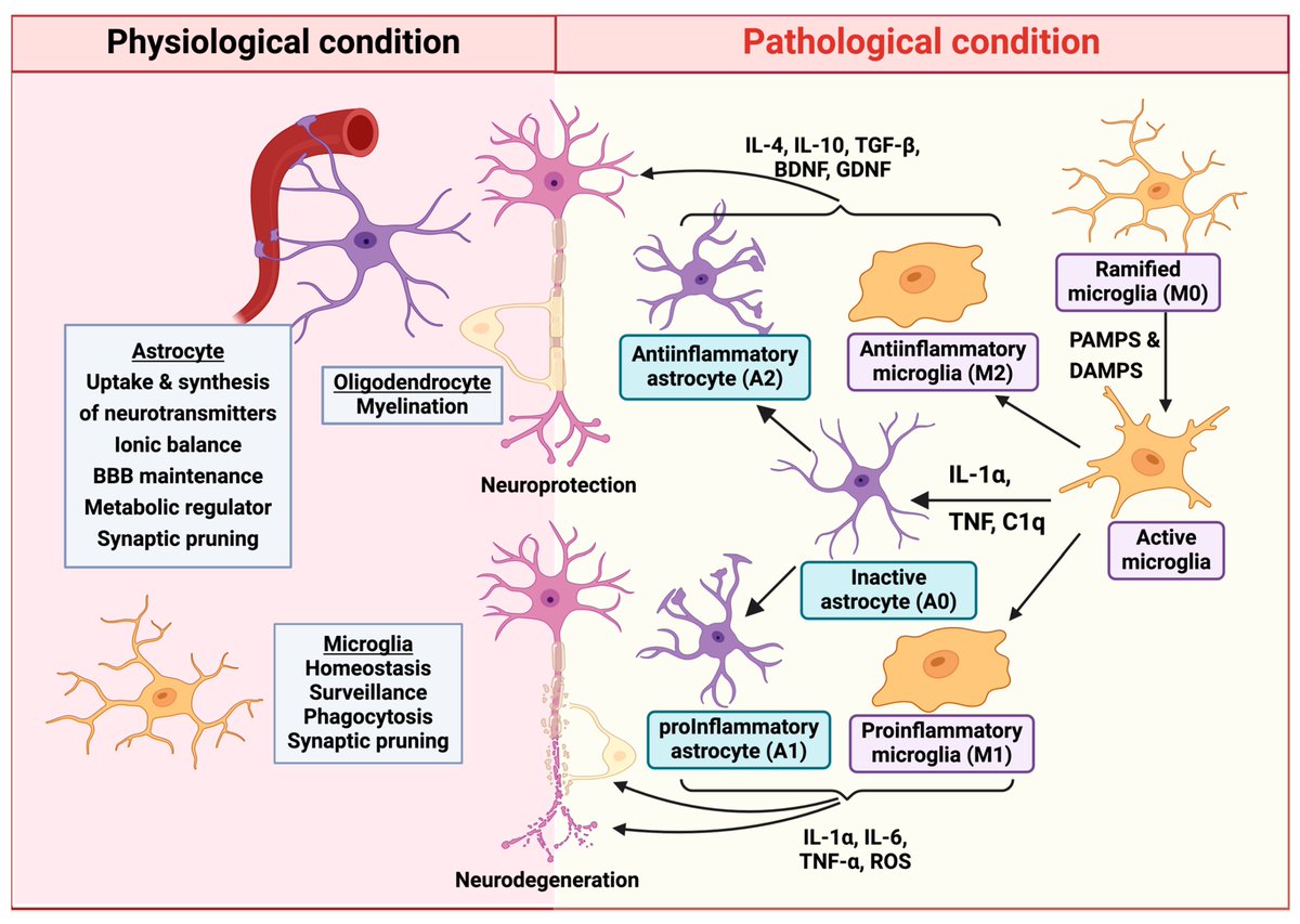 🧠Neuroglia in Neurodegeneration: Exploring #Glial Dynamics in Brain Disorders

🔬by Nawab John Dar et al.

Check more information below:
mdpi.com/2571-6980/5/4/…