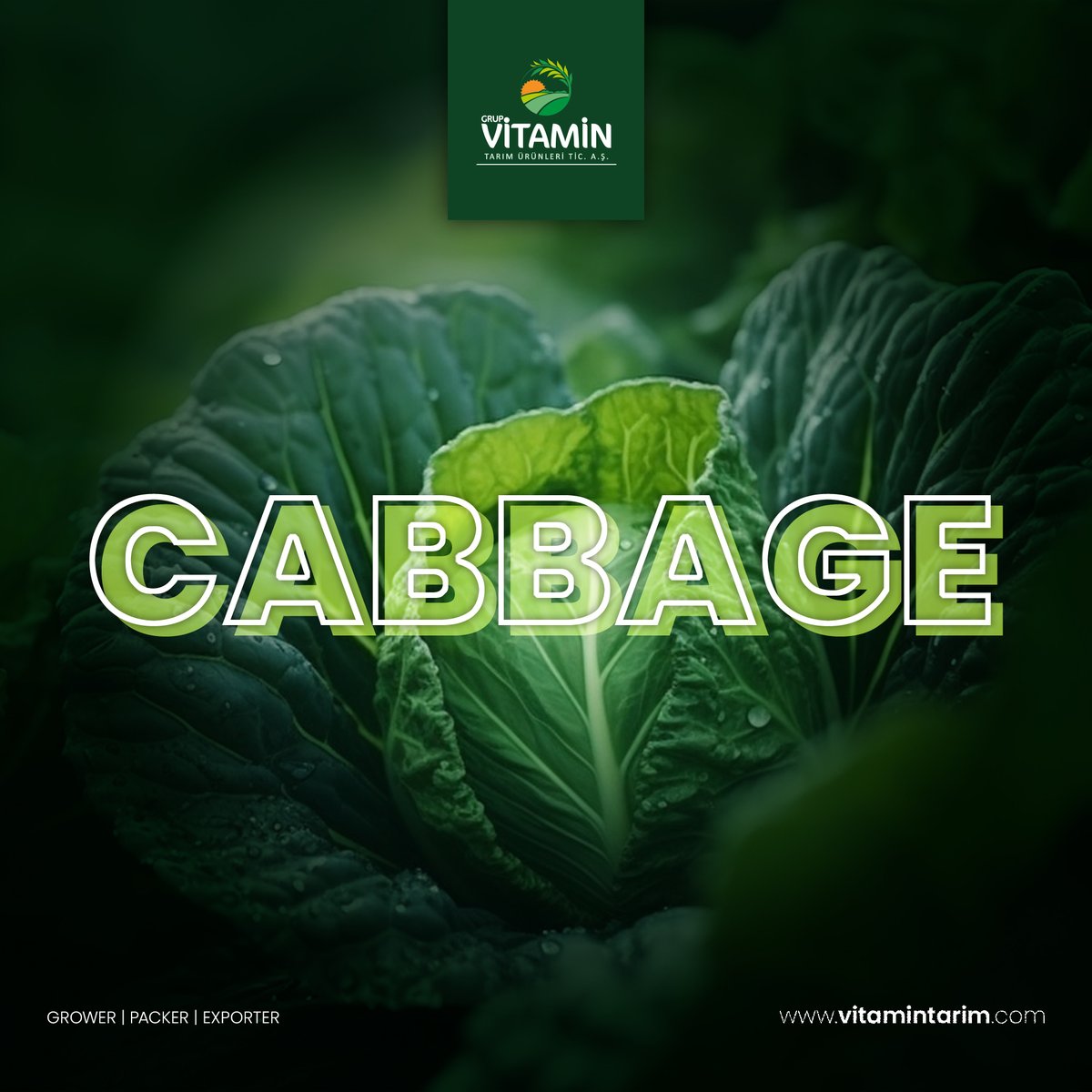 vitaminturkey's tweet photo. 🌱 Naturalness from Field to Table: CABBAGE

This journey, which starts in the field, turns into delicious food on your table.

Contact us:
info@vitamintarim.com
+90 216 396 04 49

#freshfruitsvegetables #farmtotable #naturaldeliciousness #freshproducts #cabbage @Nergishazal https://t.co/XNhwyM6EuV