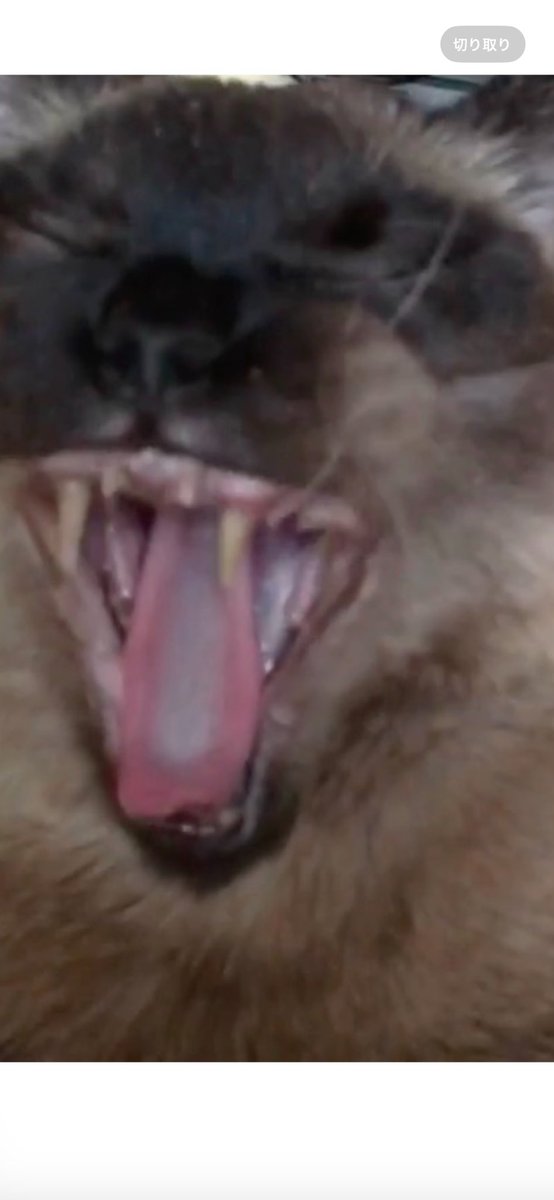 #猫　　#たぬシャム　　#ラブ🩷日記
大あくび、、、ワイルド🤣🤣🤣
