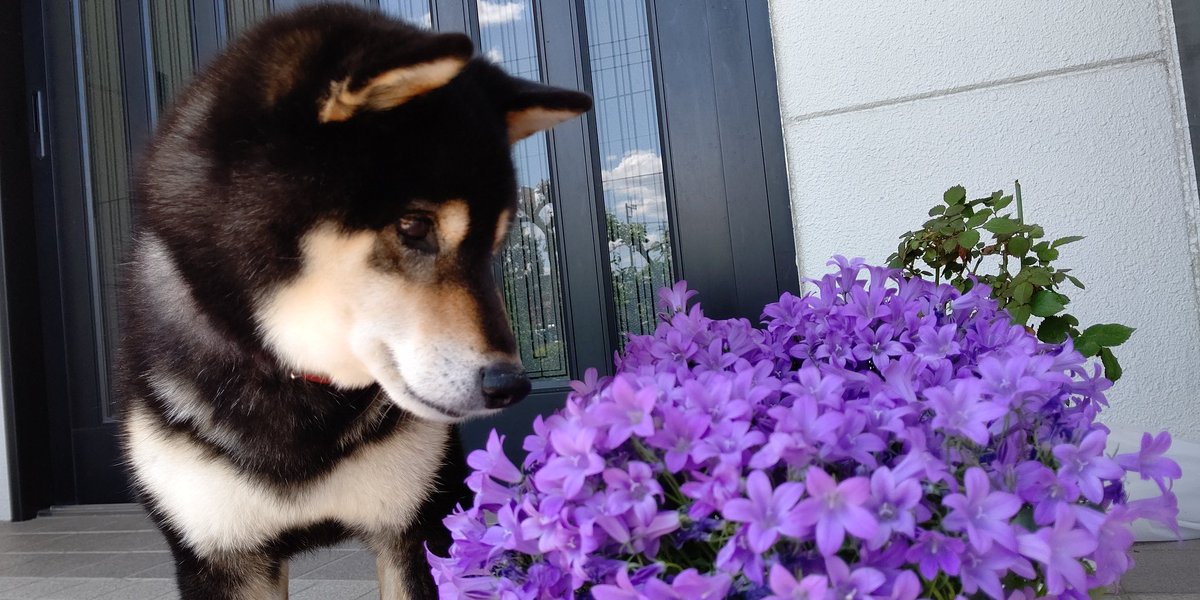→
こちらでいろいろ介護の情報など知ることが出来ました。相談も出来て心強かったです。
本当にありがとうございました。

#秘密結社老犬倶楽部
#秘密結社老犬倶楽部天国支部