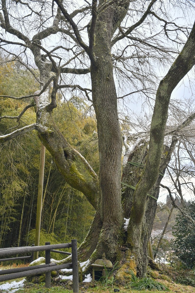 kyobokist's tweet photo. 雪村桜
□福島県郡山市西田町大田
儚げな咲き姿が印象的な、滝桜からすぐ近くにある隠れた名木。
枯れたまま残されていた大枝が、除去されており、以前よりかなりスッキリとしていた。
また春に訪れたい。 https://t.co/atHeZzUDRr