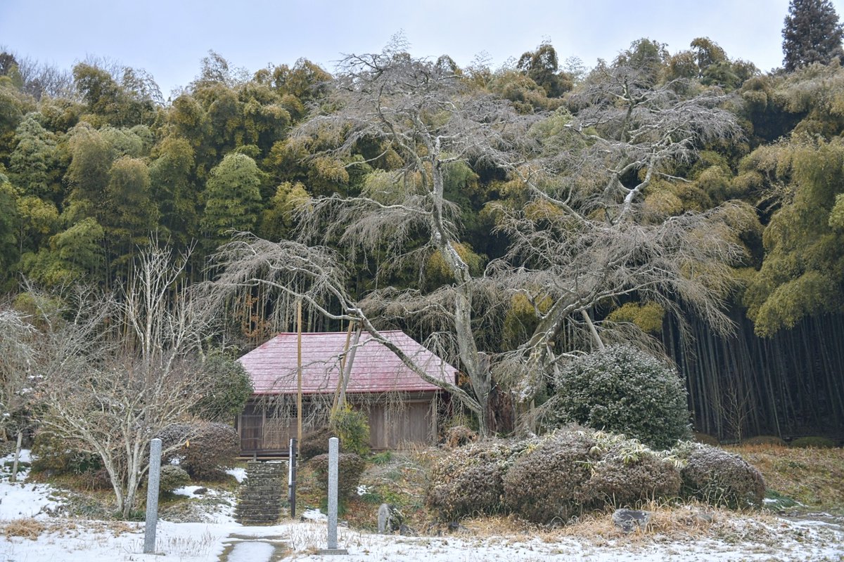 kyobokist's tweet photo. 雪村桜
□福島県郡山市西田町大田
儚げな咲き姿が印象的な、滝桜からすぐ近くにある隠れた名木。
枯れたまま残されていた大枝が、除去されており、以前よりかなりスッキリとしていた。
また春に訪れたい。 https://t.co/atHeZzUDRr