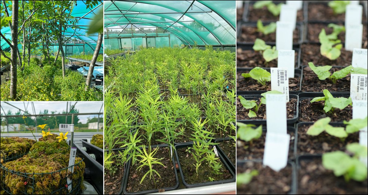 RBGE Scottish Plants (@plantsrbge) on Twitter photo Don't miss your chance to apply for this exiting horticulture job with <a href="/TheBotanics/">Royal Botanic Garden Edinburgh</a> NRF Scottish Plant Recovery team, to help cultivation and restoration of some of Scotland's most threatened plants.
More details here 👉 rbge.cc/Jobs
Deadline midday tomorrow, 16 Jan! Don't miss your chance to apply for this exiting horticulture job with <a href="/TheBotanics/">Royal Botanic Garden Edinburgh</a> NRF Scottish Plant Recovery team, to help cultivation and restoration of some of Scotland's most threatened plants.
More details here 👉 rbge.cc/Jobs
Deadline midday tomorrow, 16 Jan!