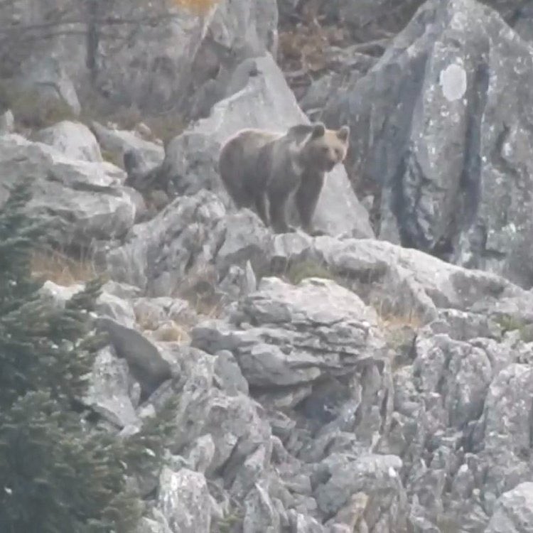 🔴 Komşu ilimiz Antalya’da kuş uykusuna yatamayan ayı böyle görüntülendi.