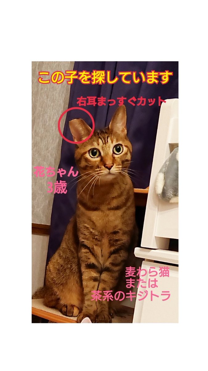 猫を探しています。花ちゃん3歳。麦わら猫または、茶系のキジトラ。2024年4月11日横浜市金沢区富岡東の自宅から外に出てしまい行方不明のままです。
些細な情報でもありましたら教えて下さい。
#猫を探しています 
#拡散希望 
#リポストお願いします 
#横浜市金沢区