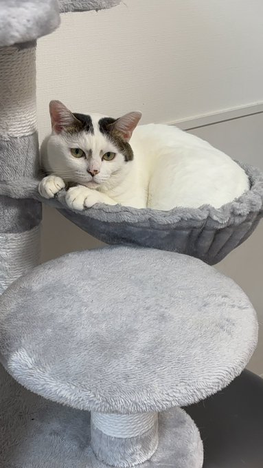 Twitterのコスプレ画像2