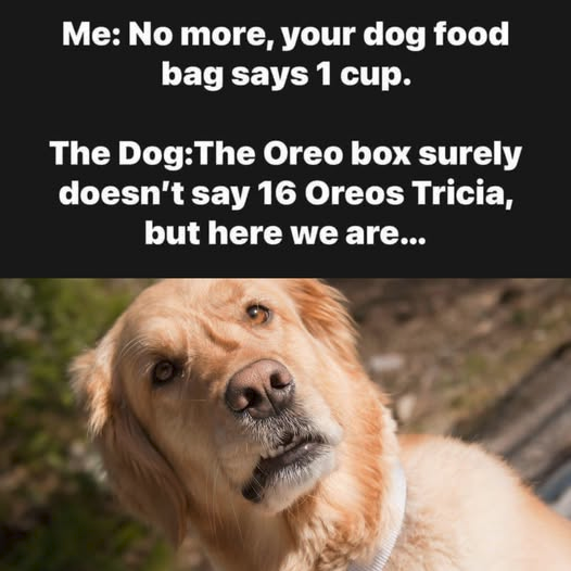 woofknight's tweet image. 