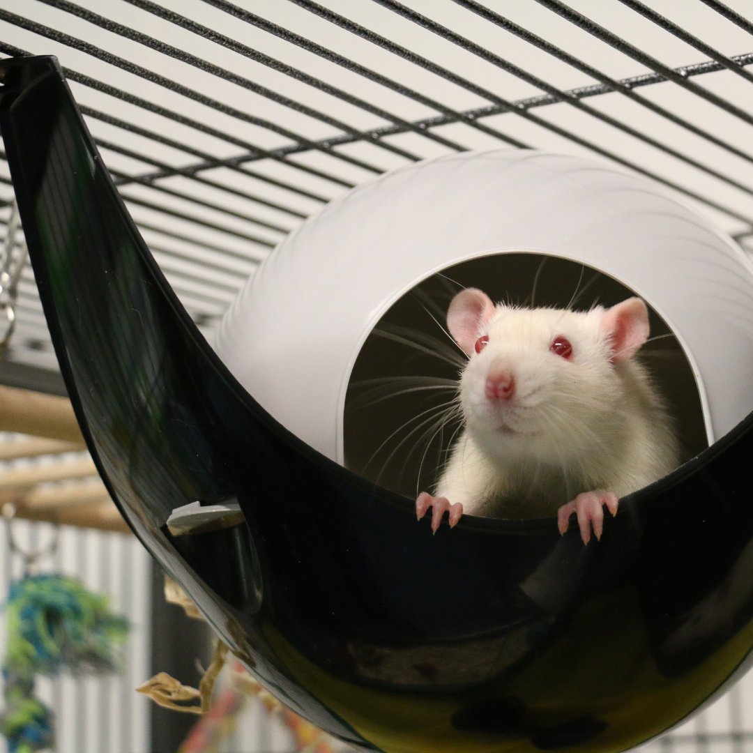 animalresearch's tweet image. Let's talk about the reality of #AnimalExperiments.  

In the UK, over 79% of all procedures involving animals are mild or sub-threshold.  

What does that mean? 

Mild procedures may cause short-term or mild discomfort. This includes anaesthesia, non-invasive imaging, like an…