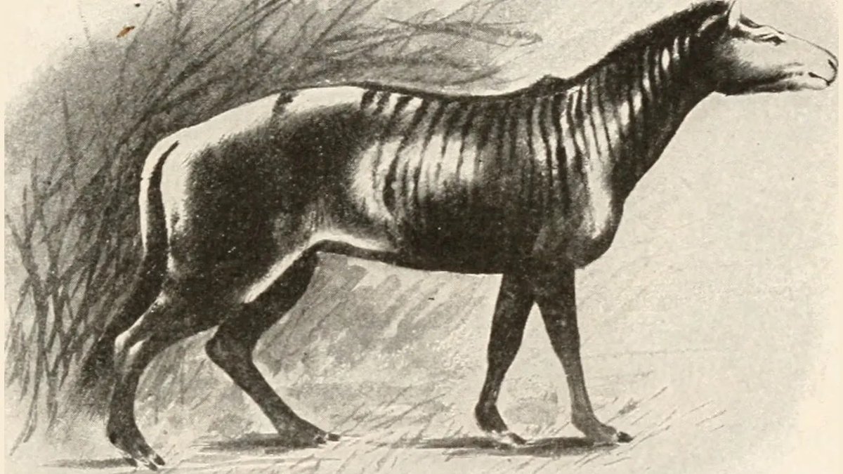 “History tells us the first European settlers brought horses to the Americas. However, ancient wild horses had been in North America long before that, living here from roughly 50 million to 11,000 years ago.” 
via <a href="/Kurimeo_Ahau/">Kurimeo Nun Hawah</a>⁩