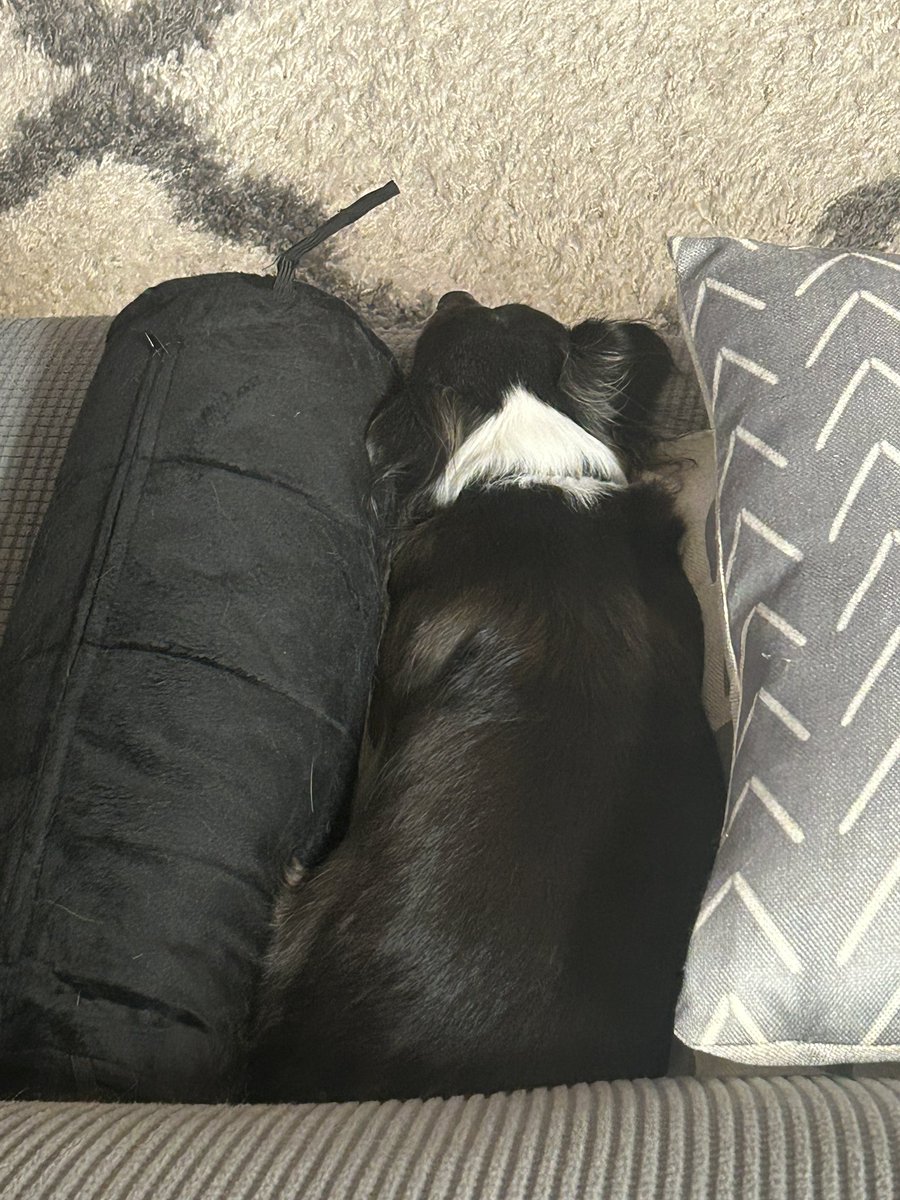 If it’s a squishy sits, I squishy fits.
#WednesdayMotivation 
#dogs #dogsoftwitter #dogsofx