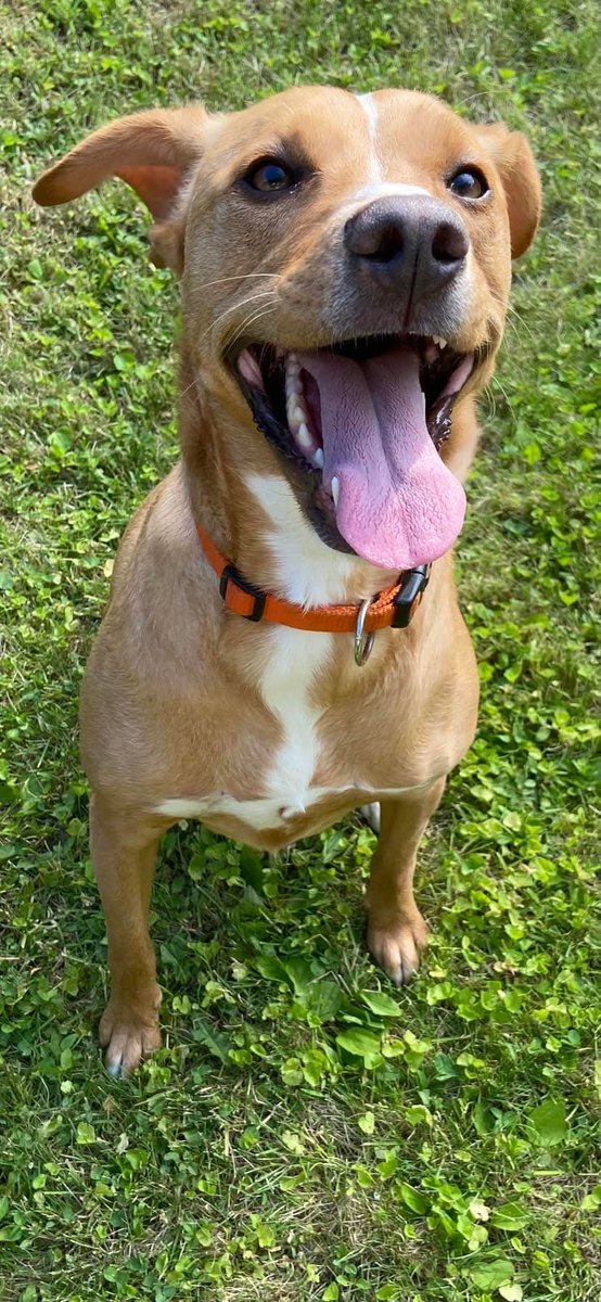 suereformer's tweet image. Happy 5th gotcha day Layla. You're the best dog ❤️. #AdoptDontShop #RescueDog #Potcake