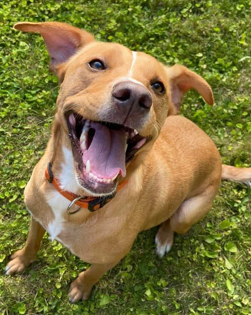 suereformer's tweet image. Happy 5th gotcha day Layla. You're the best dog ❤️. #AdoptDontShop #RescueDog #Potcake