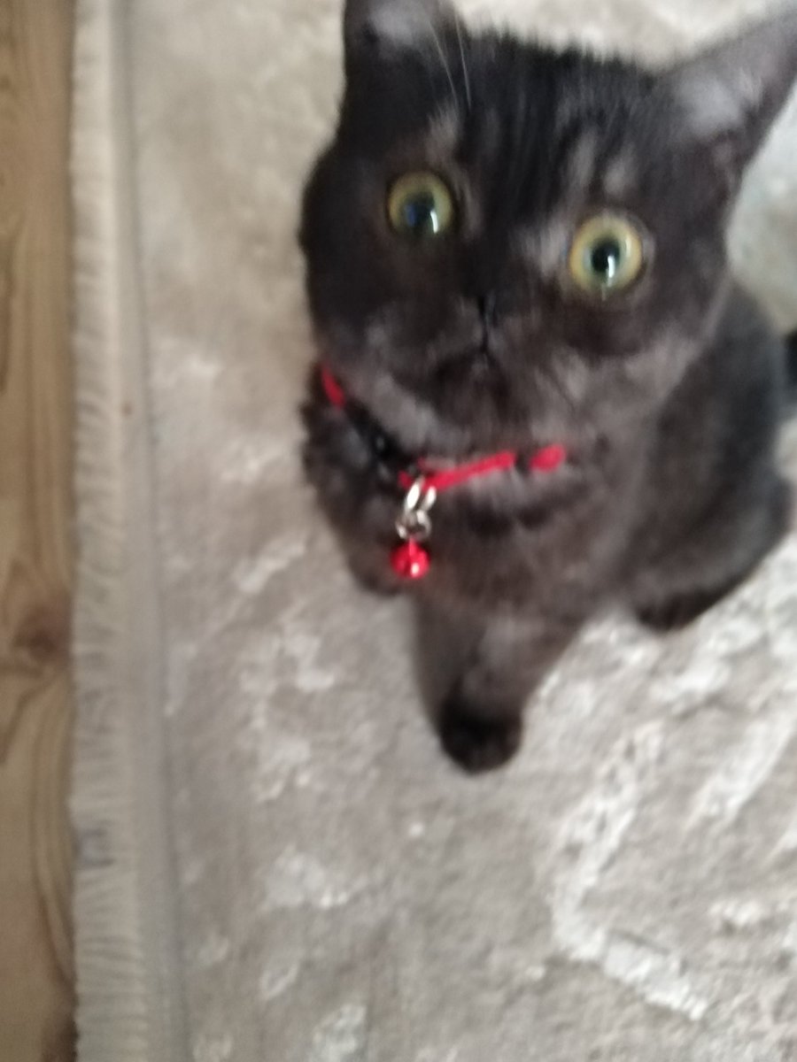 Bizim de zeytin adlı kediciğimiz var..