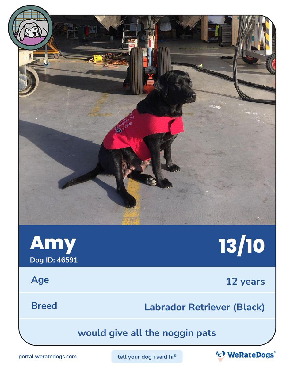 thelabradorfarm's tweet image. Queen Amy has received her official @dog_rates rating. She requests her noggin pats be delivered.

#lifeatthelabradorstation #weratedogs 

wrd.fan/rt46591