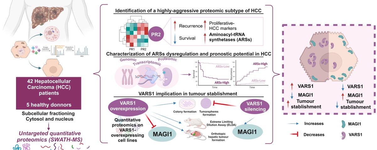 Manuel D. Gahete (@manueldgahete) on Twitter photo 🔥Our last publication in #MolCancer <a href="/BioMedCentral/">BMC</a> is already available‼️
✅Quantitative proteomics unveils a critical role of VARS1 in HCC aggressiveness through modulation of MAGI1
doi.org/10.1186/s12943…
🔝Leaded by <a href="/NHermanSanchez/">Natalia Herman Sánchez</a> <a href="/MolHepatolGC30/">Molecular Hepatology Group</a> <a href="/Univcordoba/">Universidad Córdoba</a> <a href="/IMIBIC/">IMIBIC</a> 🔥Our last publication in #MolCancer <a href="/BioMedCentral/">BMC</a> is already available‼️
✅Quantitative proteomics unveils a critical role of VARS1 in HCC aggressiveness through modulation of MAGI1
doi.org/10.1186/s12943…
🔝Leaded by <a href="/NHermanSanchez/">Natalia Herman Sánchez</a> <a href="/MolHepatolGC30/">Molecular Hepatology Group</a> <a href="/Univcordoba/">Universidad Córdoba</a> <a href="/IMIBIC/">IMIBIC</a>