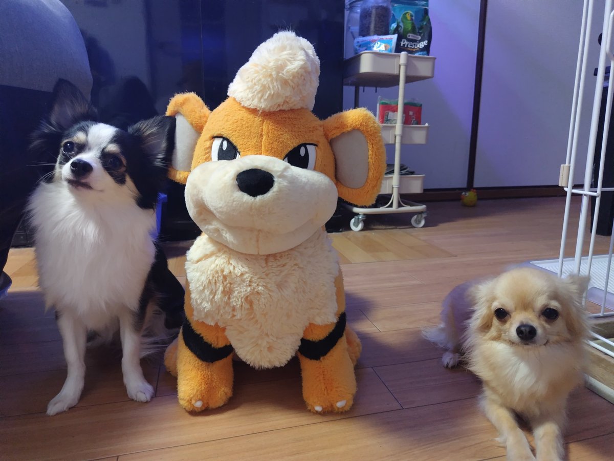 kirisatolove's tweet photo. ポケモンセンターでガーディの推し活してきた💓
心斎橋と梅田ハシゴしてきた笑笑 https://t.co/LMEJ2Y8hrU