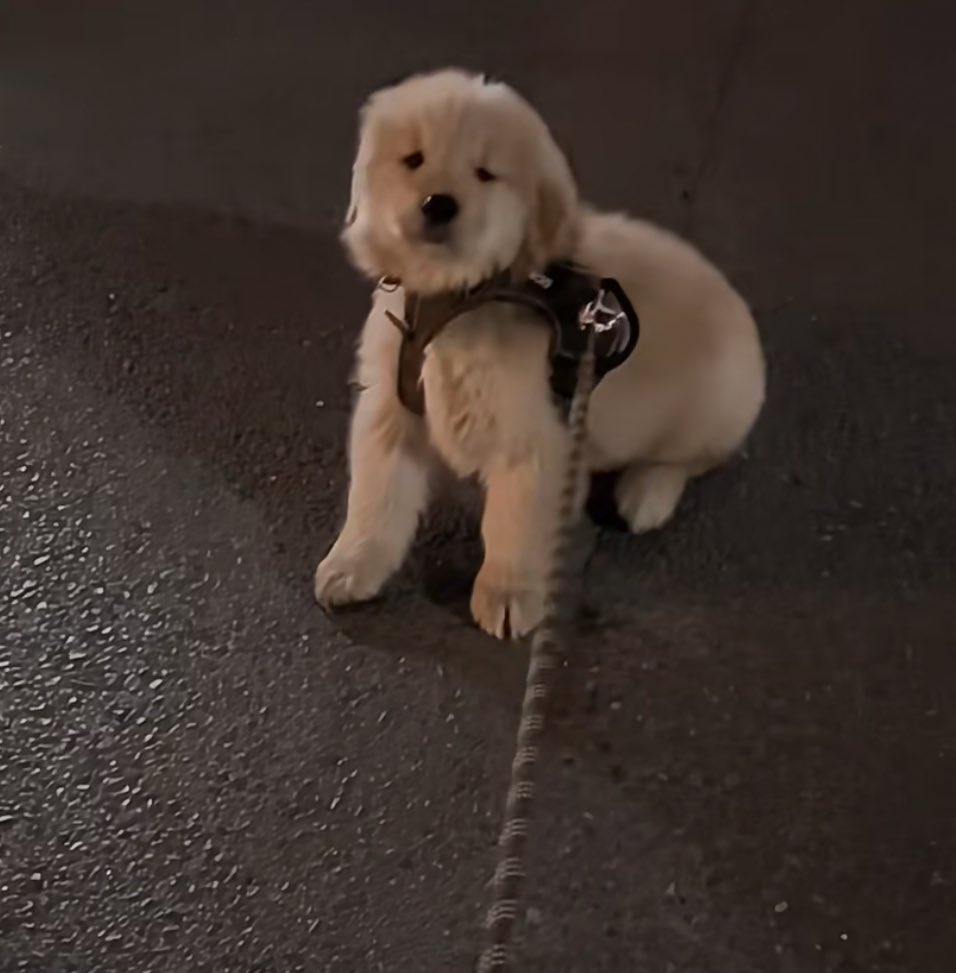 ป๋มให้คนสวยจูง เท่าน้าน น่ะเฟ่ย