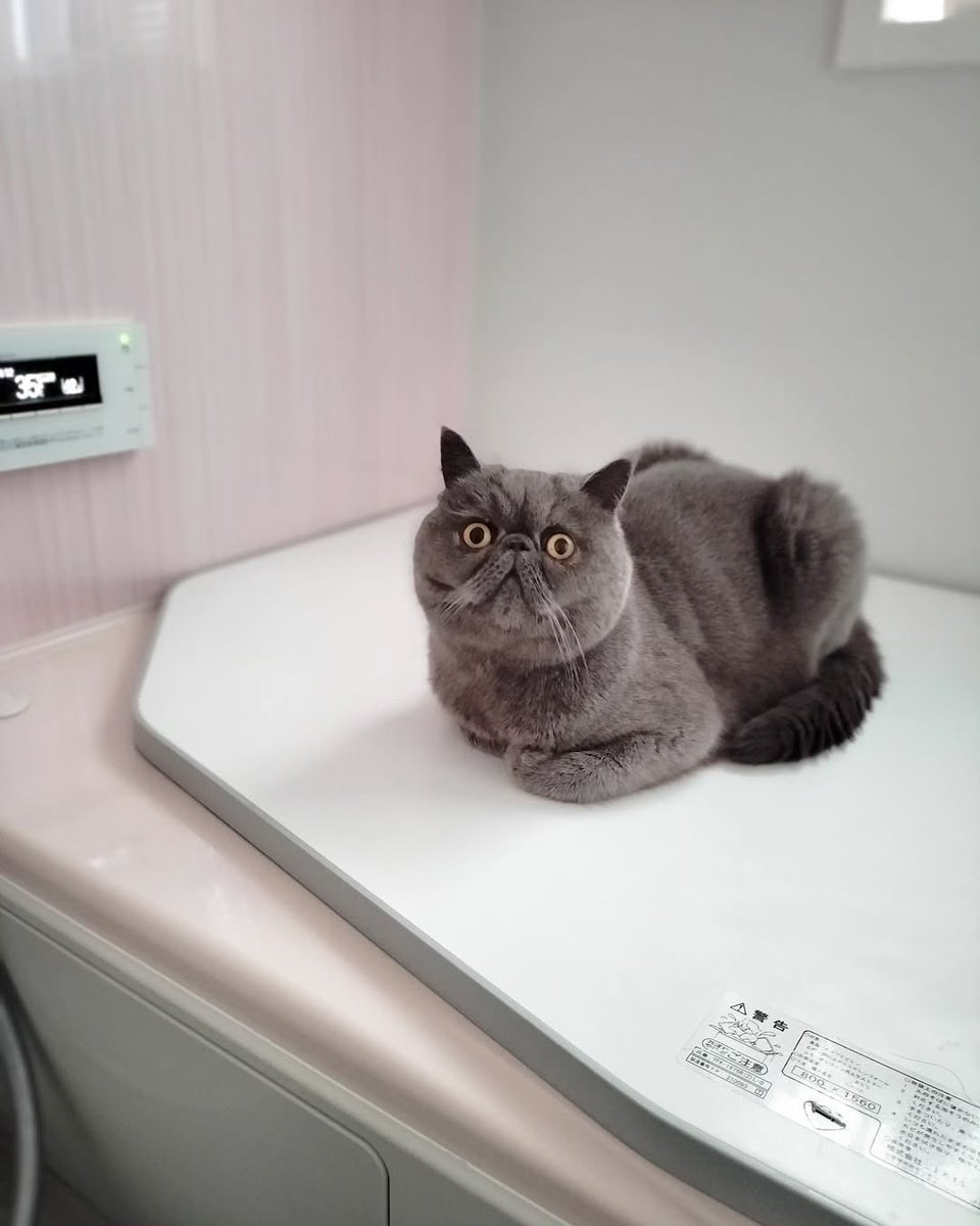 ginto1818's tweet photo. 温かい♨️ところを知ってるヤツ🐈

#エキゾチックショートヘア #ねこすたぐらむ #ねこのいる生活
#猫のいる暮らし #猫好きさんと繋がりたい #ねこのきもち #pecoねこ部 #サンデイ #catst https://t.co/abylZNYMeJ