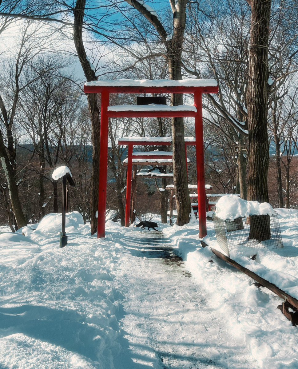 Вышла на новый уровень и теперь мне дорогу перебежал не черный кот, а черная лиса 👀
