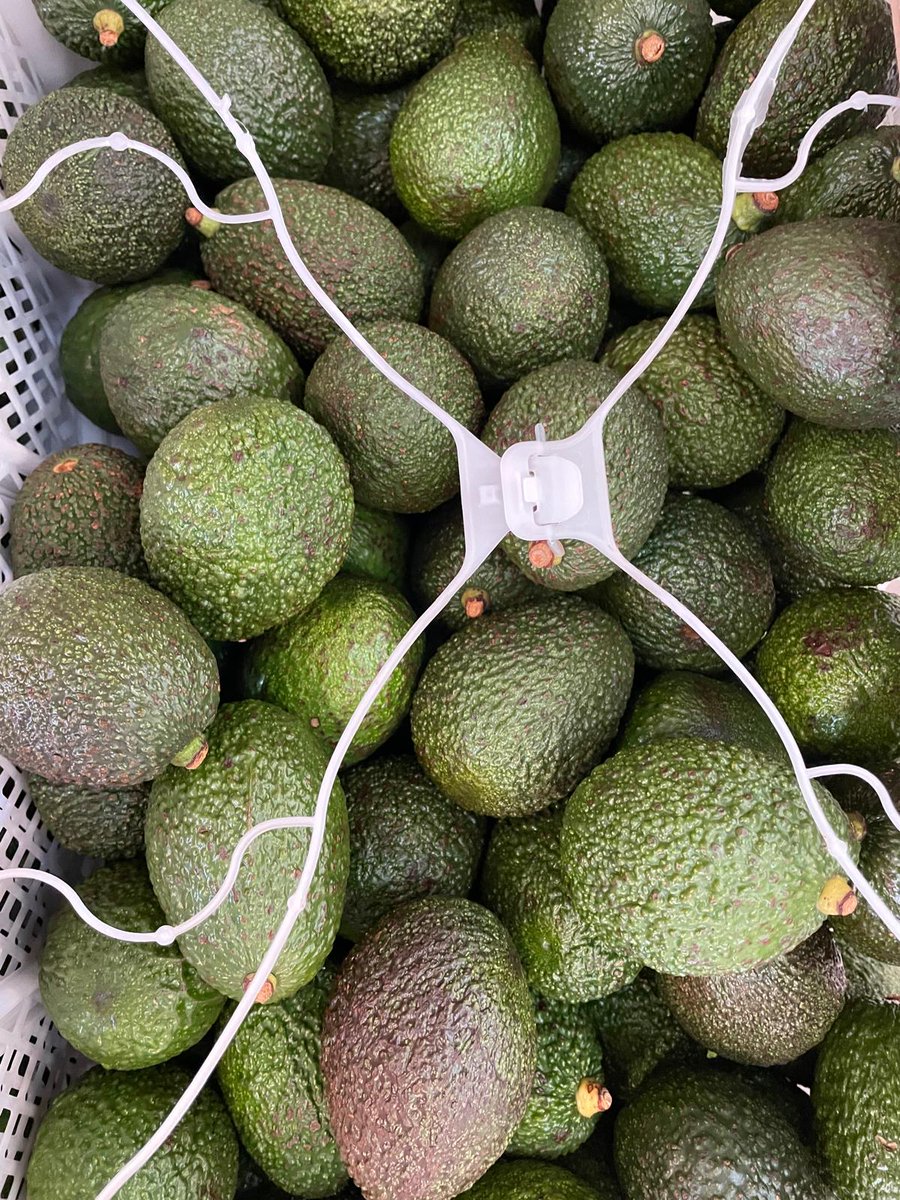 paceidug's tweet photo. Congratulations to Avotein Farms Ltd upon successfully shipping out the first consignment of Ugandan avocados to Europe by sea.
After 42 days, the shipment arrived in Spain, marking a significant triumph for the company and the Ugandan agricultural sector as a whole.

This achievement underscores the country's growing efforts to diversify its export markets and expand its logistics options.

It showcases the potential of Ugandan farmers and producers to compete on a global scale and deliver exceptional products to discerning consumers worldwide.