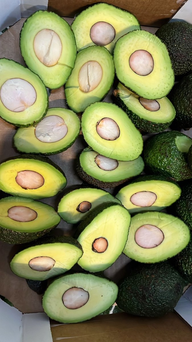 paceidug's tweet photo. Congratulations to Avotein Farms Ltd upon successfully shipping out the first consignment of Ugandan avocados to Europe by sea.
After 42 days, the shipment arrived in Spain, marking a significant triumph for the company and the Ugandan agricultural sector as a whole.

This achievement underscores the country's growing efforts to diversify its export markets and expand its logistics options.

It showcases the potential of Ugandan farmers and producers to compete on a global scale and deliver exceptional products to discerning consumers worldwide.