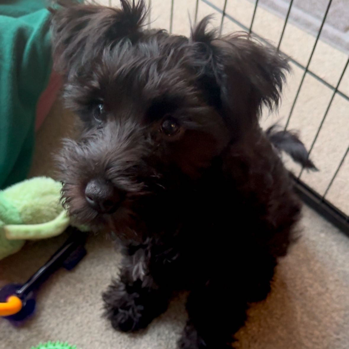 Meet Roxy. My research assistant. She’s only 11 weeks old but has strong views on research integrity and ethical practices.