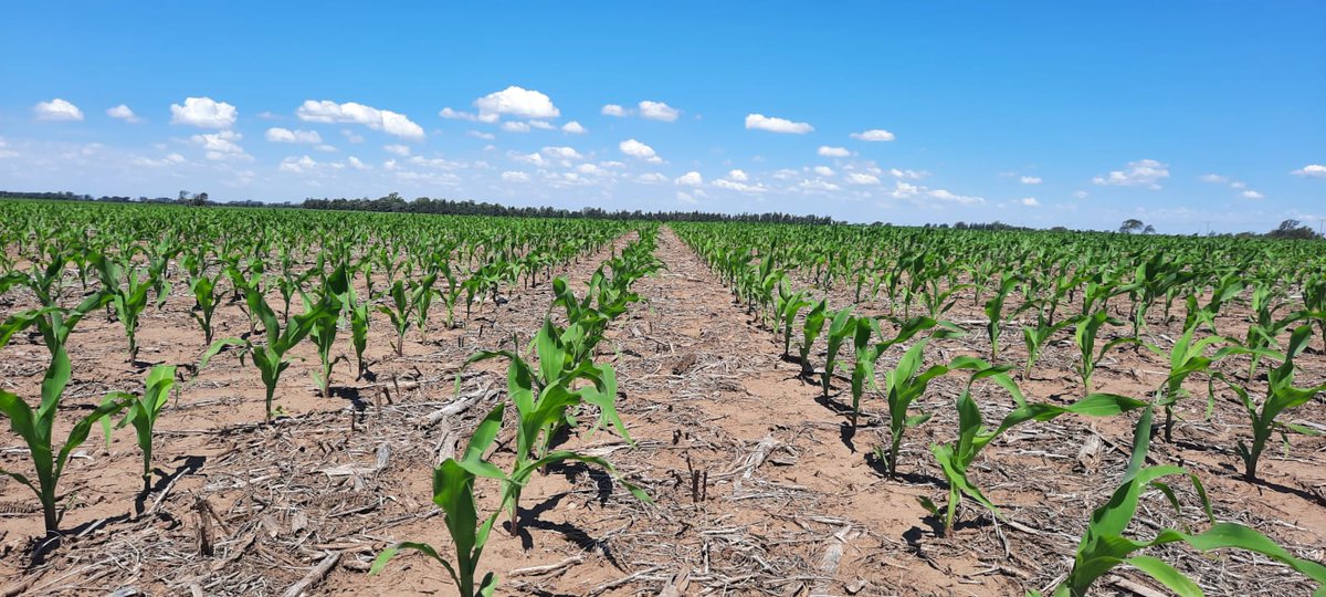 LER2024/SERAGRO/DK-44

Seguimos Acompañando en el verano a los productores para que obtengan el máximo rendimiento de sus cultivos 🙌🌽