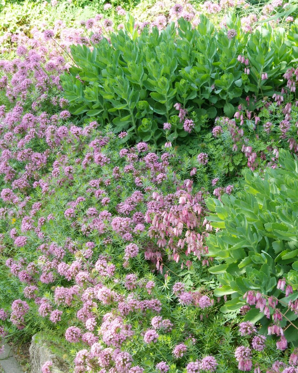 Sedum is een onderhoudsarme ster! Perfect als bodembedekker of blikvanger in een rotstuin. Deze vaste planten doen het goed met weinig moeite. im.nu/YD7yv6 #SedumStijl #MakkelijkeTuin #Sedum #VastePlanten #PerennialPower