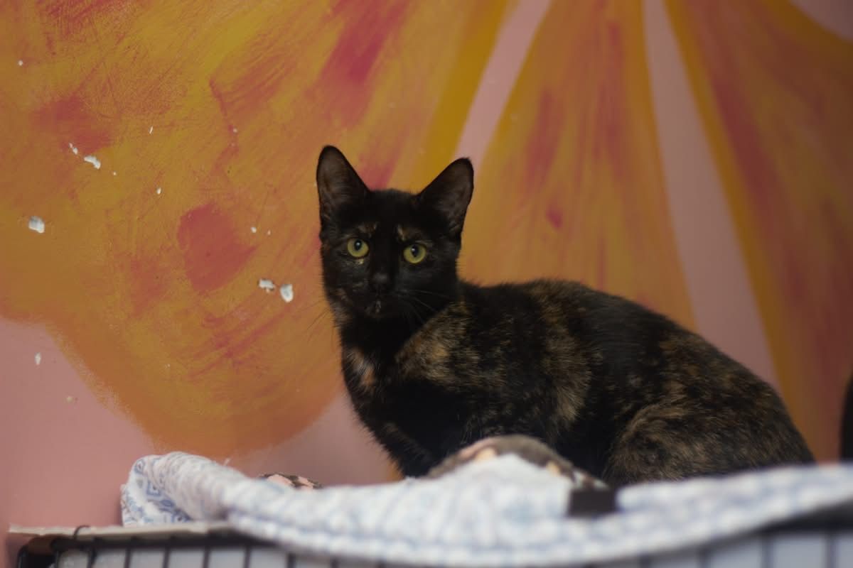 Montreal Animal Rescue Network- no kill 🐈 shelter tweet media