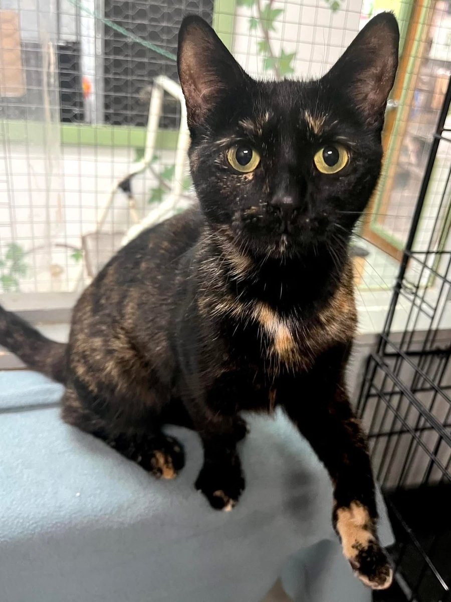 Montreal Animal Rescue Network- no kill 🐈 shelter tweet media