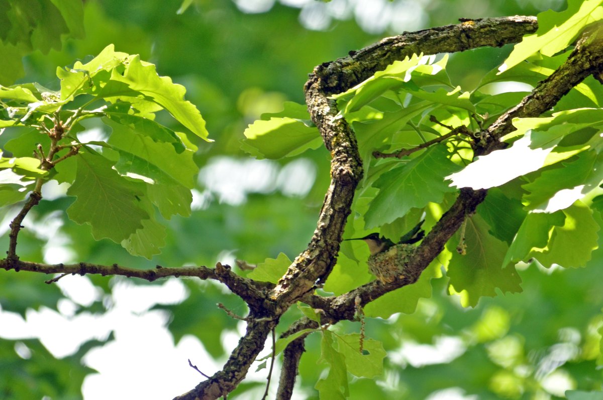 Female ruby-throated hummingbirds build cup-shaped nests out of plants, spider silk, and lichens. The nests are often camouflaged and placed on tree branches or in shrubs.  

These nests are stretchy, allowing them to expand as chicks grow. 🐥 

📸Courtney Celley/USFWS