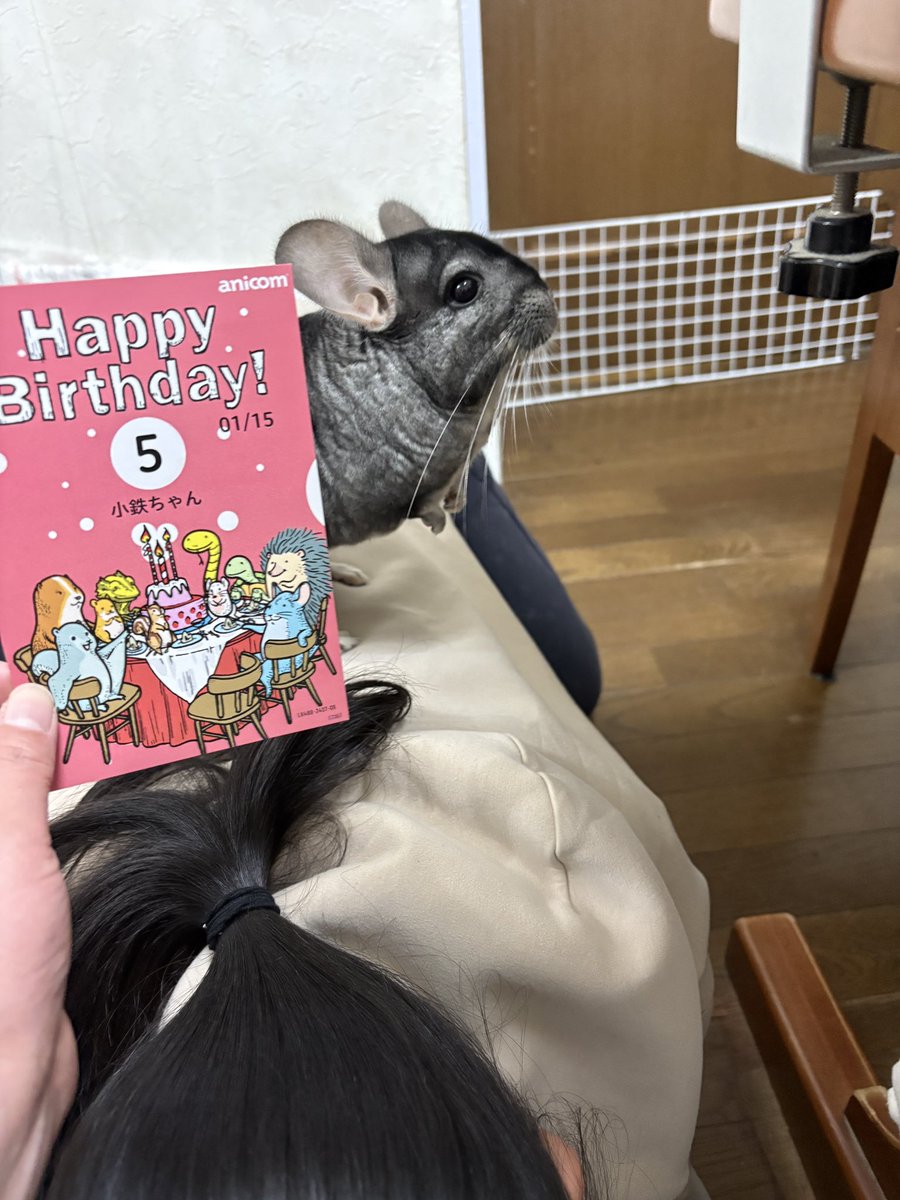 kotetsu_chilla's tweet image. 今日は5歳の誕生日

🐭久しぶりにお姉ちゃんいるので踏み台にしてやったでち

 #チンチラ