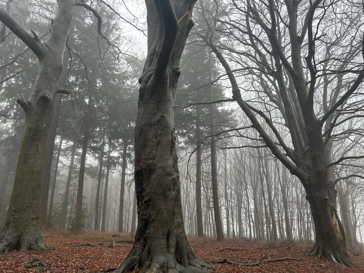 Misty goodness